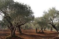 1163 M2 Land Of Olive For Sale In AMIOUN, El Koura (zoning: 5 %) - Price/m2: $50 