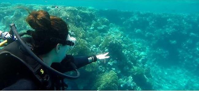 ميريام فارس في رحلة غطس!