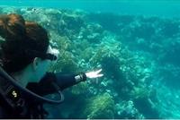 ميريام فارس في رحلة غطس!