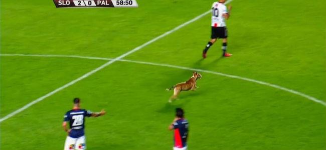 نزل الى الملعب... فأوقف المباراة