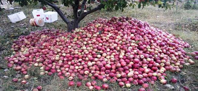 مزارعو التفاح ضحية عمليات احتيال من أسماء معروفة لدى المسؤولين