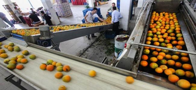 مزارعو عكار