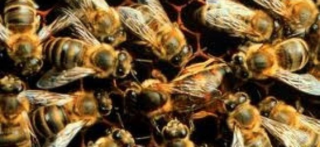 20 ألف نحلة في علية منزل 