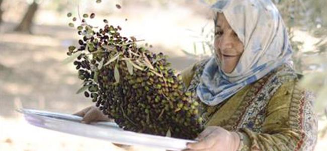  موسم زيتون بنت جبيل حرزان