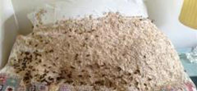 بريطاني يفاجأ بـ 5000 نحلة في غرفة والدته