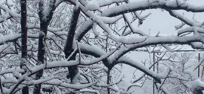 بالصور.. الثلوج تغطي معظم المناطق اللبنانية