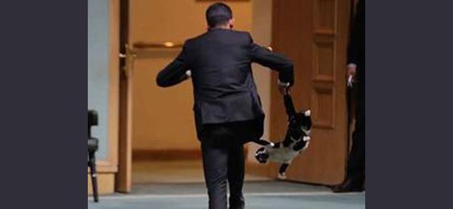 بالفيديو: قطّ في قاعة مجلس النواب!