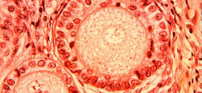 إليك ما يحصل داخل جسم المرأة