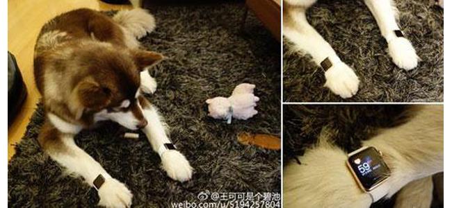 أغنى رجل في الصين يشتري ساعتي 