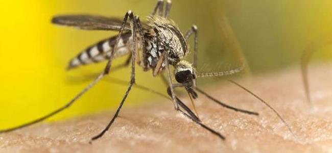 هكذا نتغلب على البعوض بدون مبيدات حشرية
