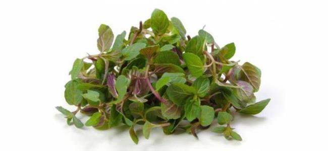 للنعناع البلدي المنعش فوائد صحية لا تعد ولا تحصى