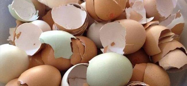 لن تصدق ... ما هي فوائد قشور البيض ..؟