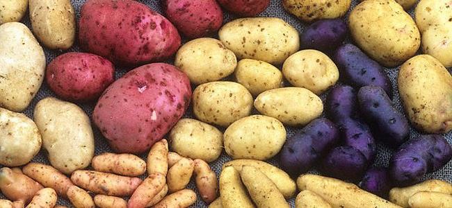 سر ذكاء الإنسان هو...