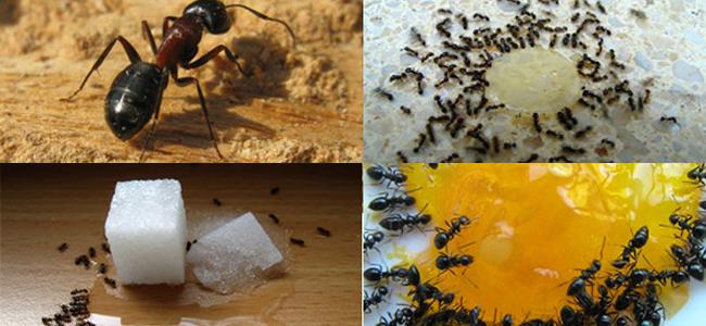 خلطة بسيطة تقطع التواصل بين النمل في بيتك! 