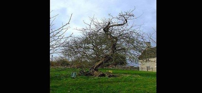 الشجرة التي اسقطت تفاحة على رأس نيوتن