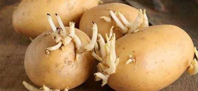 ماذا سيحدث لك لو تناولت بطاطس كان بها براعم؟!