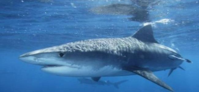 معركة بين سمكتي قرش ونهاية دموية