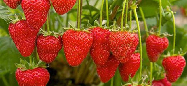 الفراولة تقي من السرطان