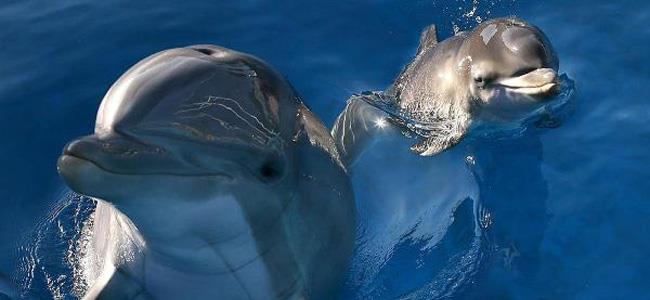 مطلوب دلافين لمهام عسكرية!