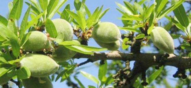 موسم اللوز الأخضر بدأ.. تعرّفوا إلى فوائده 