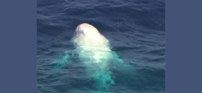  أمضى 3 أيام في بطن حوت