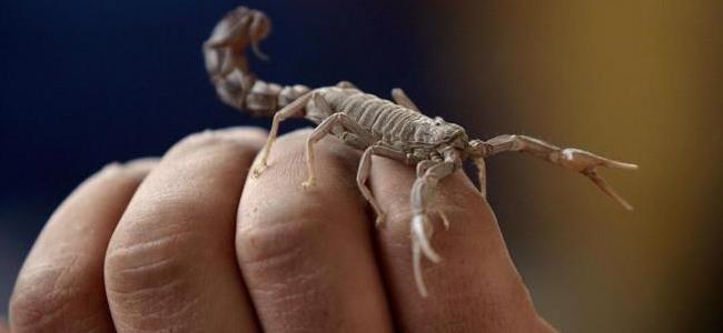 يدخّنون العقارب لبلوغ النشوة