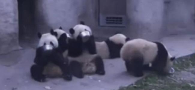  بالفيديو ... الباندا ينظف الأطباق بعد تناول الوجبات