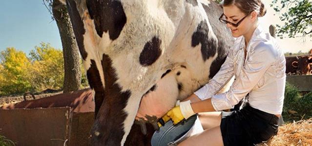 آلو..الشرطة: أعيدوا زوجتي لتربّي الأبقار