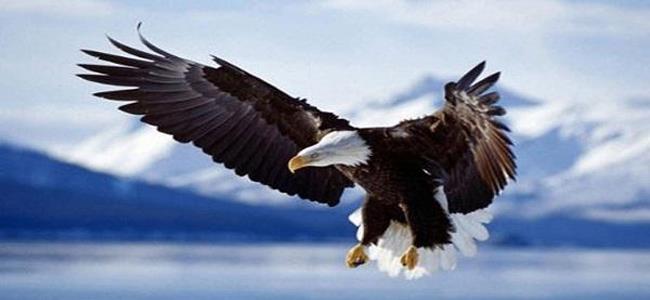 للمرّة الأولى: نسر يسقط طائرة ويقتل من بداخلها!