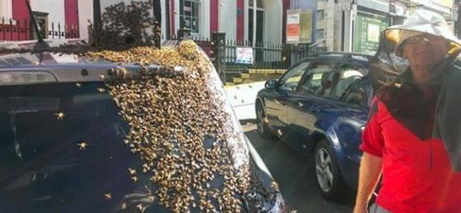 طاردوا السيارة ليومين.. لإنقاذ الملكة!