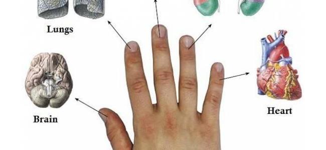 كل إصبع مرتبط بعضوين من أعضاء جسمك: طريقة يابانية تعالجك في 5 دقائق