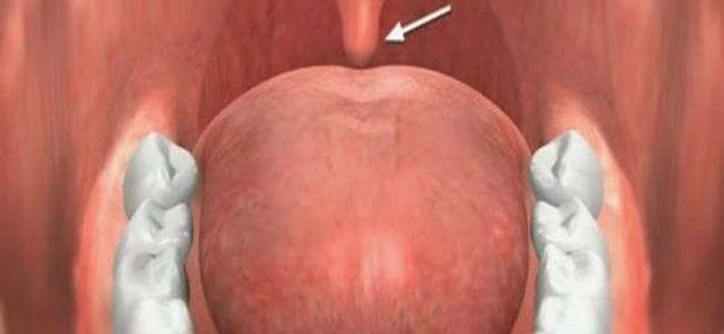 ما هي أهمية اللهاة المتدلية في نهاية الحلق؟