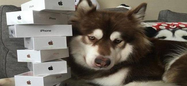 إبن ملياردير يشتري 8 أيفون 7 لكلبه كوكو