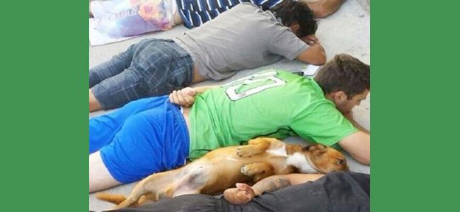 كلب يسلم نفسه ويرفع العشرة 