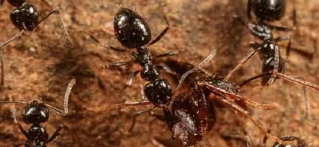 أنواع جديدة من النمل قد تغزو العالم