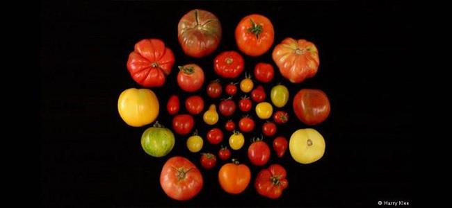 ما سر نكهة الطماطم اللذيذة؟