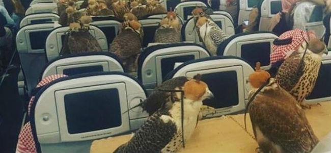 حجز 80 مقعدا لصقوره على متن الطّائرة!