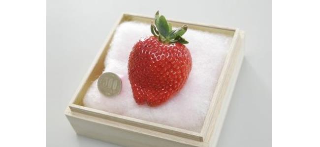 أغلى حبة فراولة في العالم