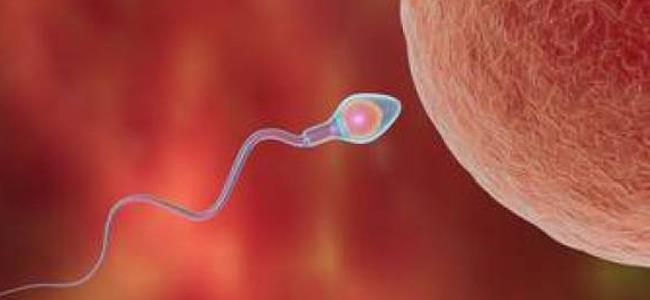 العدد الطبيعي للحيوانات المنوية عند الرجل 