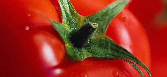 إياك ورمي قشرة البندورة.. فإنها تحميك من الأمراض!