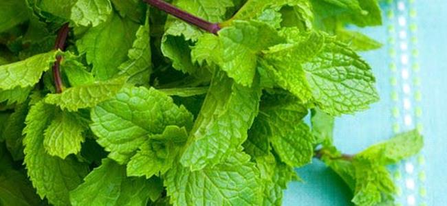 النعناع علاج فعال للحموضة والصداع