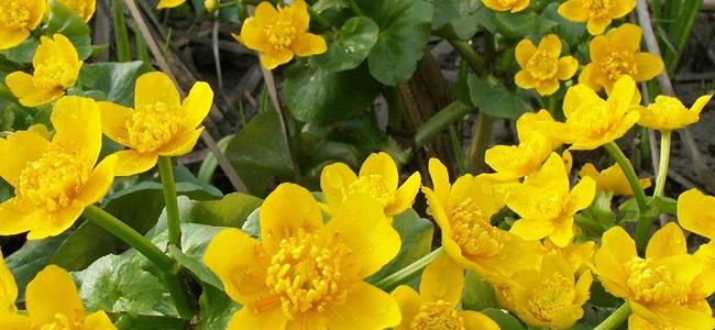  هل صحيح أنّ التحديق باللون الأصفر يؤدي إلى الإصابة بالاكتئاب؟