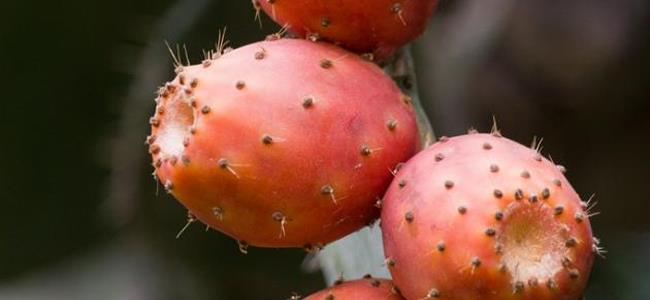 فوائد الصبار لعلاج الأمراض المستعصية