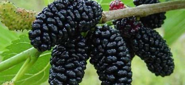 أطعمة ومشروبات تخفف آلام المفاصل