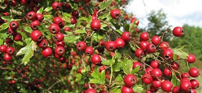 الزعرور.. نبتة خريفية تقي من 9 أمراض 