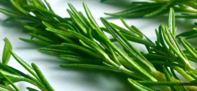 عشبة تحارب العديد من الأمراض