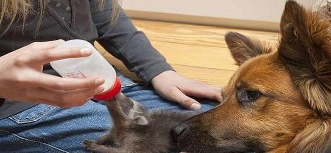 متى أصبح الكلب صديقا للإنسان؟