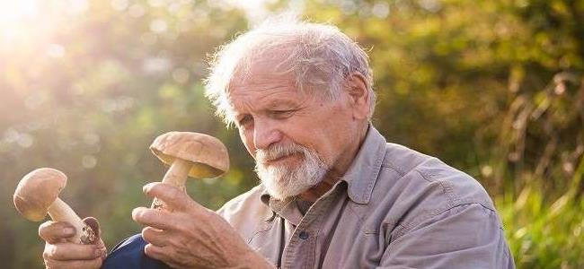 لماذا يتسبّب الفطر بالهلوسة؟ 