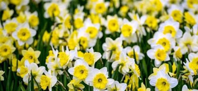 هذه النباتات فعالة في علاج السرطان