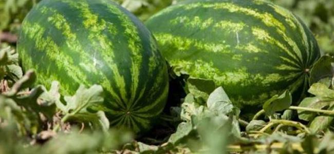 البطيخ يثير الرعب في أستراليا